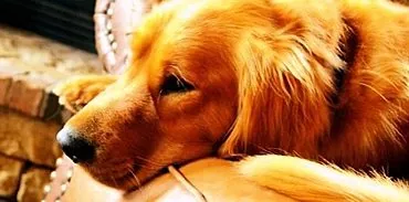 آندومتریت در سگ ها: علل ، علائم ، درمان