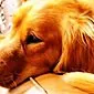 آندومتریت در سگ ها: علل ، علائم ، درمان