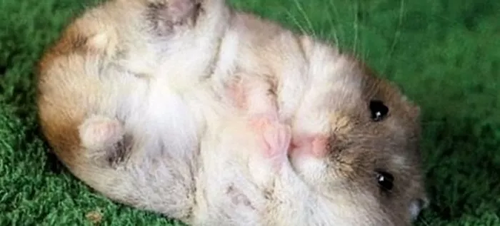Hamster di rumah anda: penjagaan, penyusuan, pemeliharaan yang betul