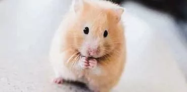 Hamsters chez vous: soins, alimentation, entretien appropriés