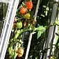 עגבניות בירית - דרכים לקבלת קציר מעולה
