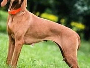 Vizsla سگ اشاره گر مجاری - ویژگی های نژاد