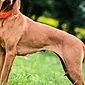 Vizsla سگ اشاره گر مجاری - ویژگی های نژاد