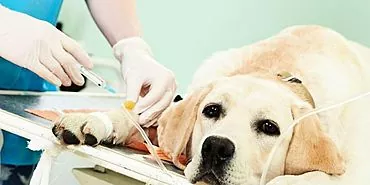 Comment traiter un chien pour les calculs d'acide urique?