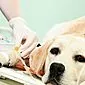 چگونه یک سگ را از نظر سنگ های اسید اوریک درمان کنیم؟