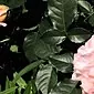 Hvordan plante en rose på nypen: tips for gartnere