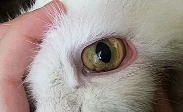 O que fazer se os olhos do gatinho estiverem constantemente infeccionados?