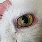 새끼 고양이의 눈이 끊임없이 곪 으면 어떻게해야합니까?
