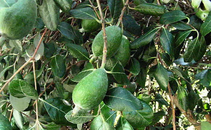در حال رشد و مراقبت از میوه فیجوا