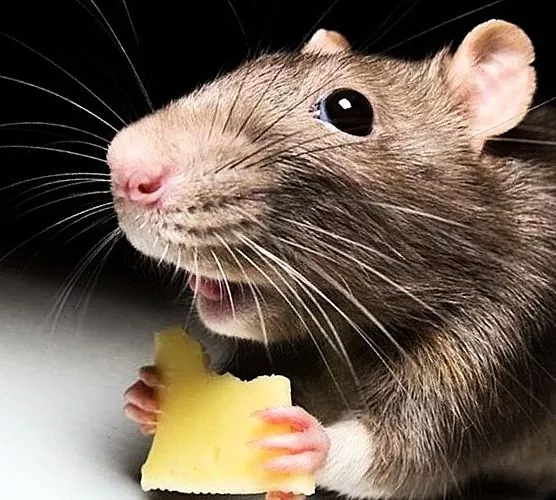 דרכים להיפטר מעכברים בדירה