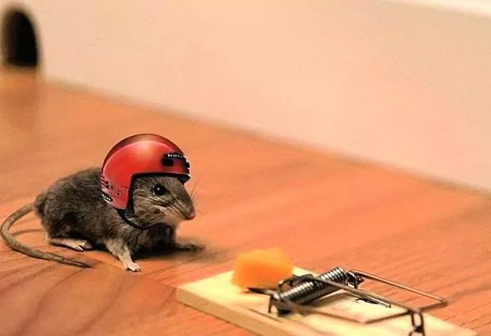 راه های خلاص شدن از شر موش در آپارتمان