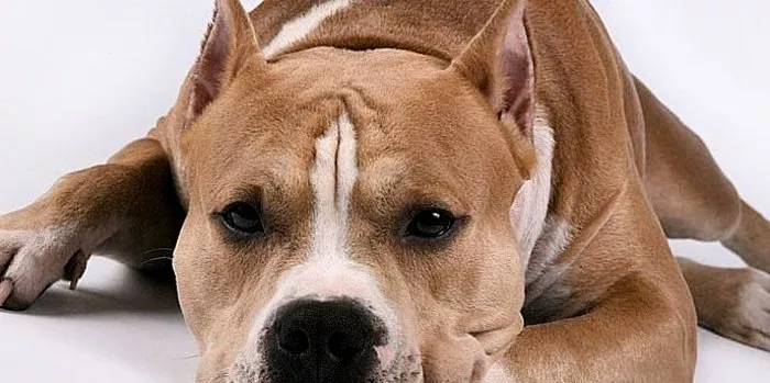 Staffordshire Terrier - قاتل مهربان