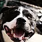 Staffordshire Terrier - assassino afetuoso