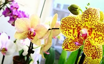 Hur man beskär en orkidé efter blomningen: regler för beskärning och vidare vård