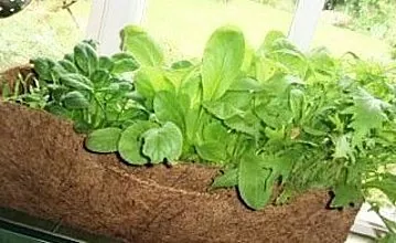 Regels en methoden voor het kweken van spinazie
