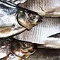 پخت و پز ماهی خشک در خانه: یک دستور العمل ساده ، روش های ذخیره سازی ، مقدار کالری محصول