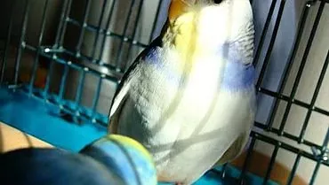 Funksjoner ved å ta vare på papegøyer