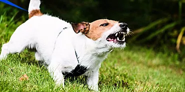 Atsargiai, šuo: ką daryti, jei bėgiodamas šuo prisiriša