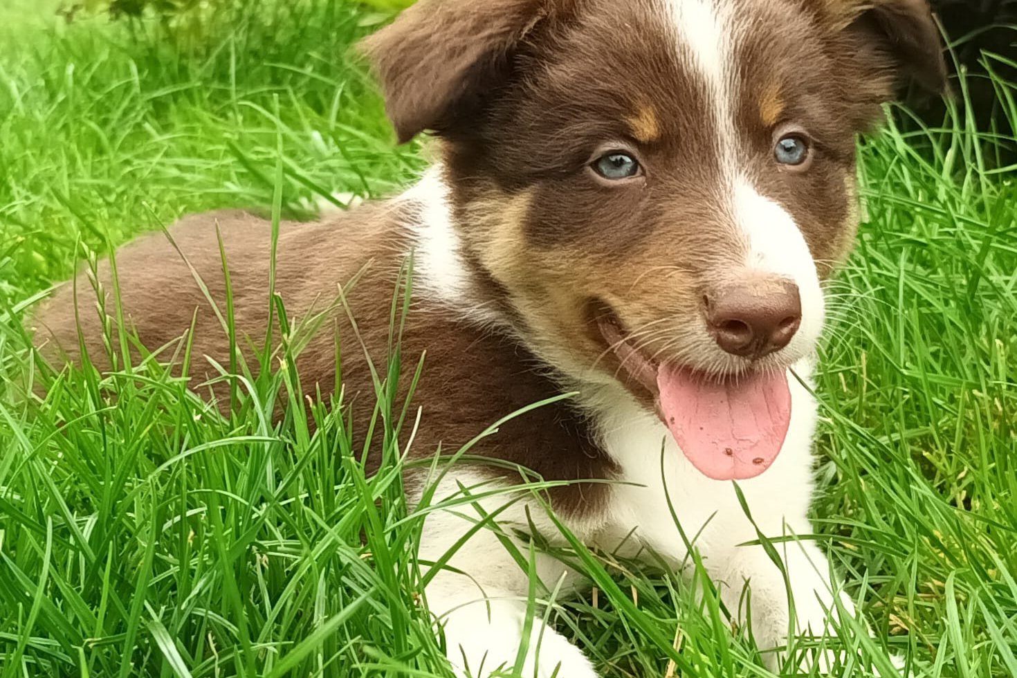 Brown and white border collie puppy against a background of green grass