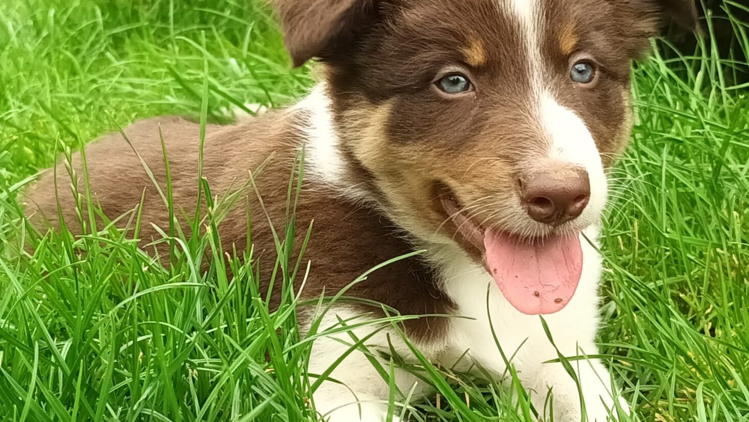 Brown and white border collie puppy against a background of green grass