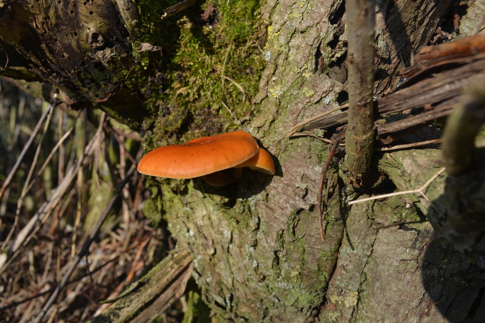 large orange mushroom growing out of a tree trunk