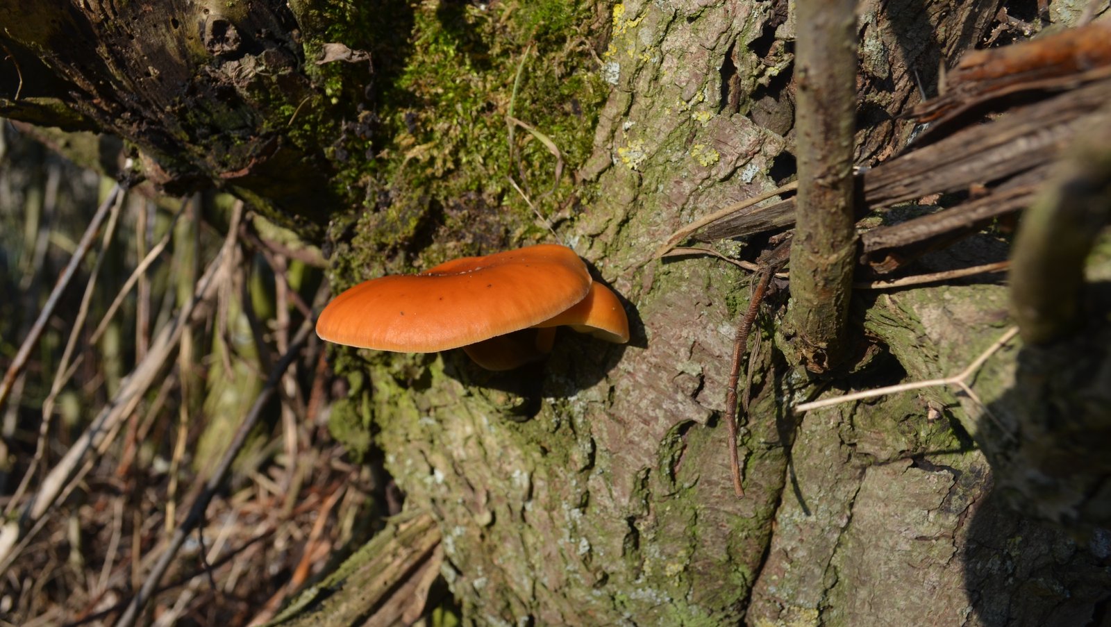 large orange mushroom growing out of a tree trunk