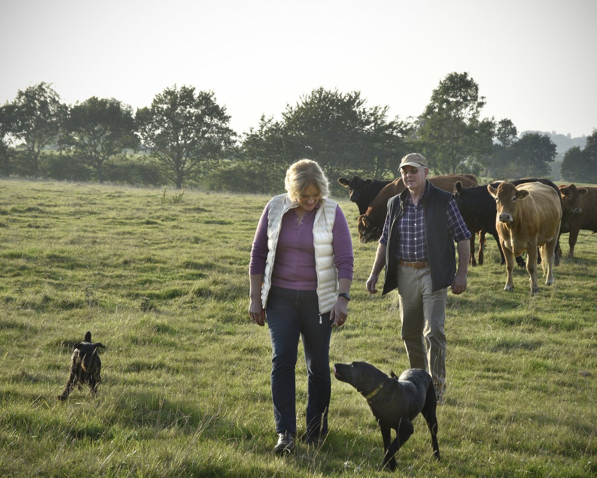 A male and female farmer walk with their dogs away from their heard of cattle in a grass field