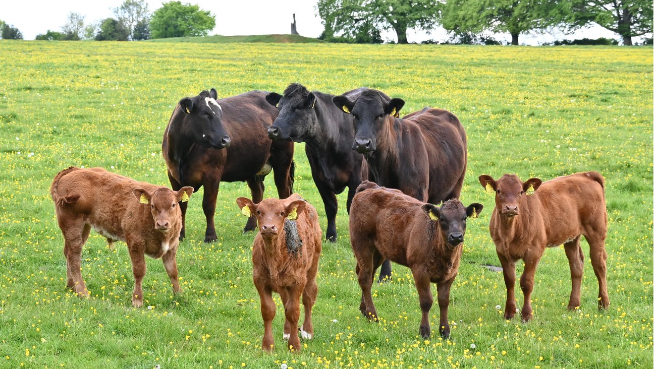 

                                        cattle
