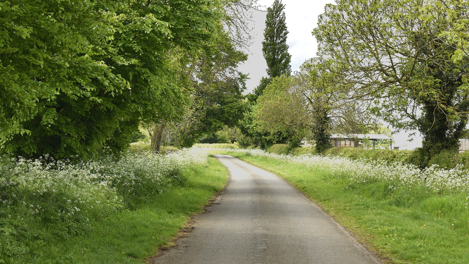 A tree lined quiet rural road with wide grass verges, smothered in white flowes,  in the village of Ayston Rutland