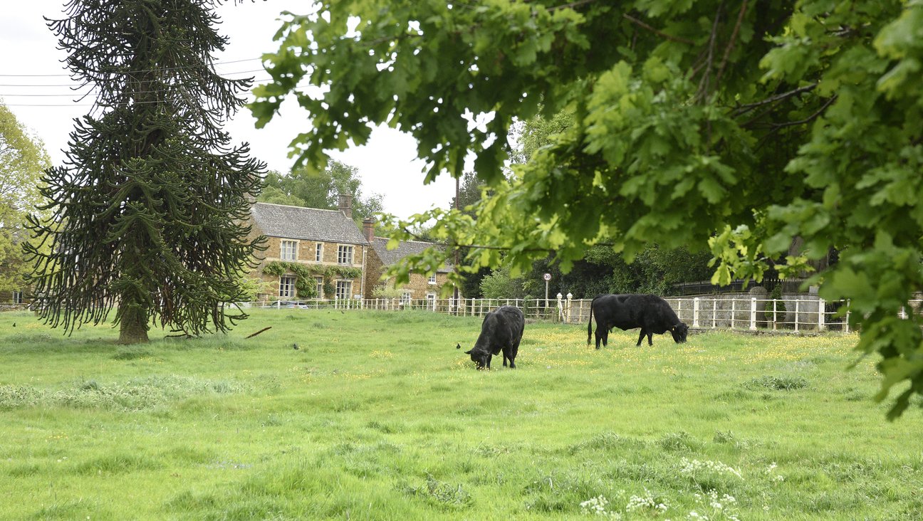 

                                        Cattle graze inside white park railings opposite the cottages with old stone houses in the background. There is a huge monkey puzzle tree in the Ayston Parkland.