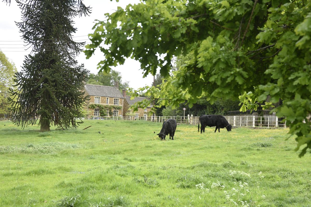 Cattle graze inside white park railings opposite the cottages with old stone houses in the background. There is a huge monkey puzzle tree in the Ayston Parkland.