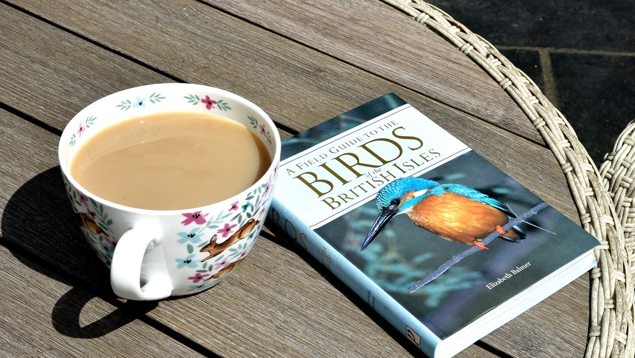 

                                        birds