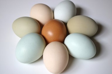 Fresh Hens Eggs
