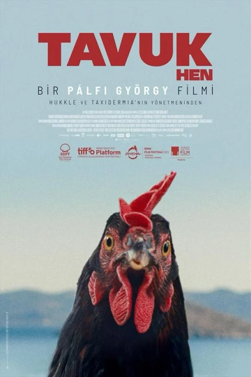 TAVUK