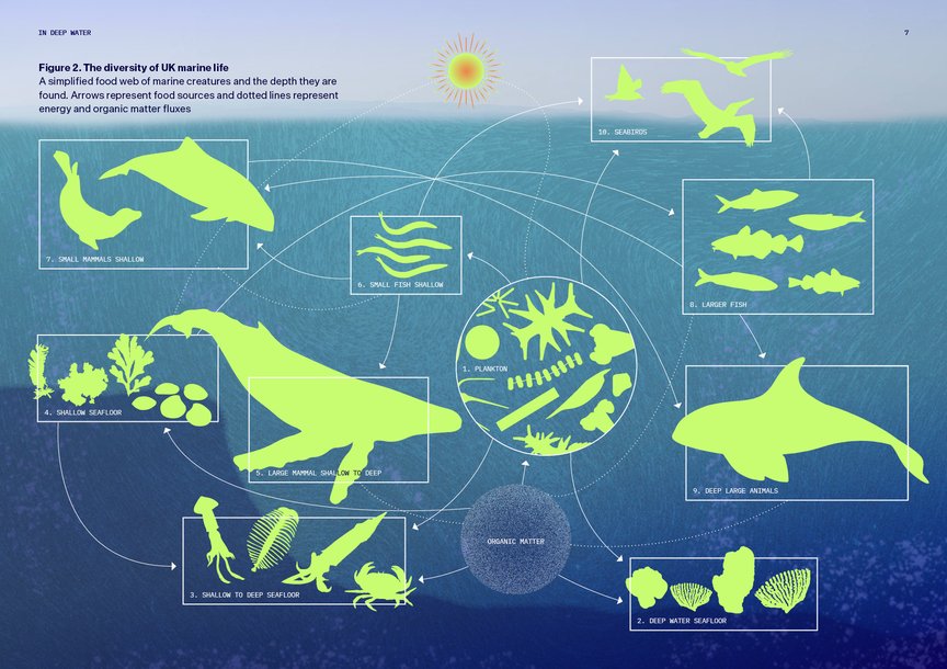 A diagram of the marine ecosystem of the UK