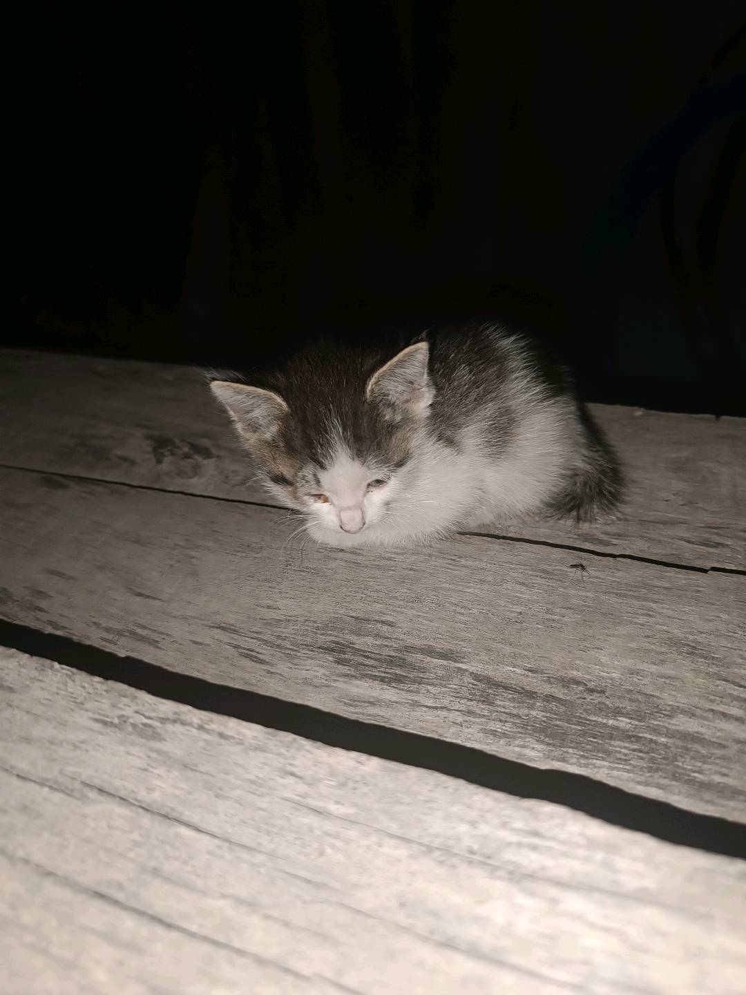 Кошки