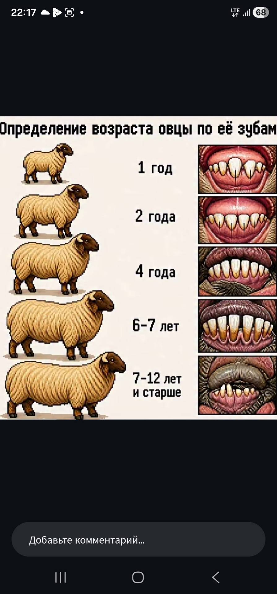 Баран