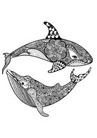 Раскраска Акула и кит