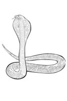 Раскраска Индийская кобра