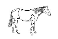 Раскраска Изысканная лошадь