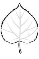 Раскраска Липовый листок