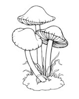 Раскраска Несъедобные грибы - поганки