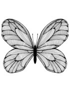 Раскраска Полосатая бабочка