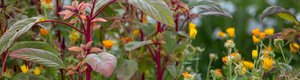 Planten