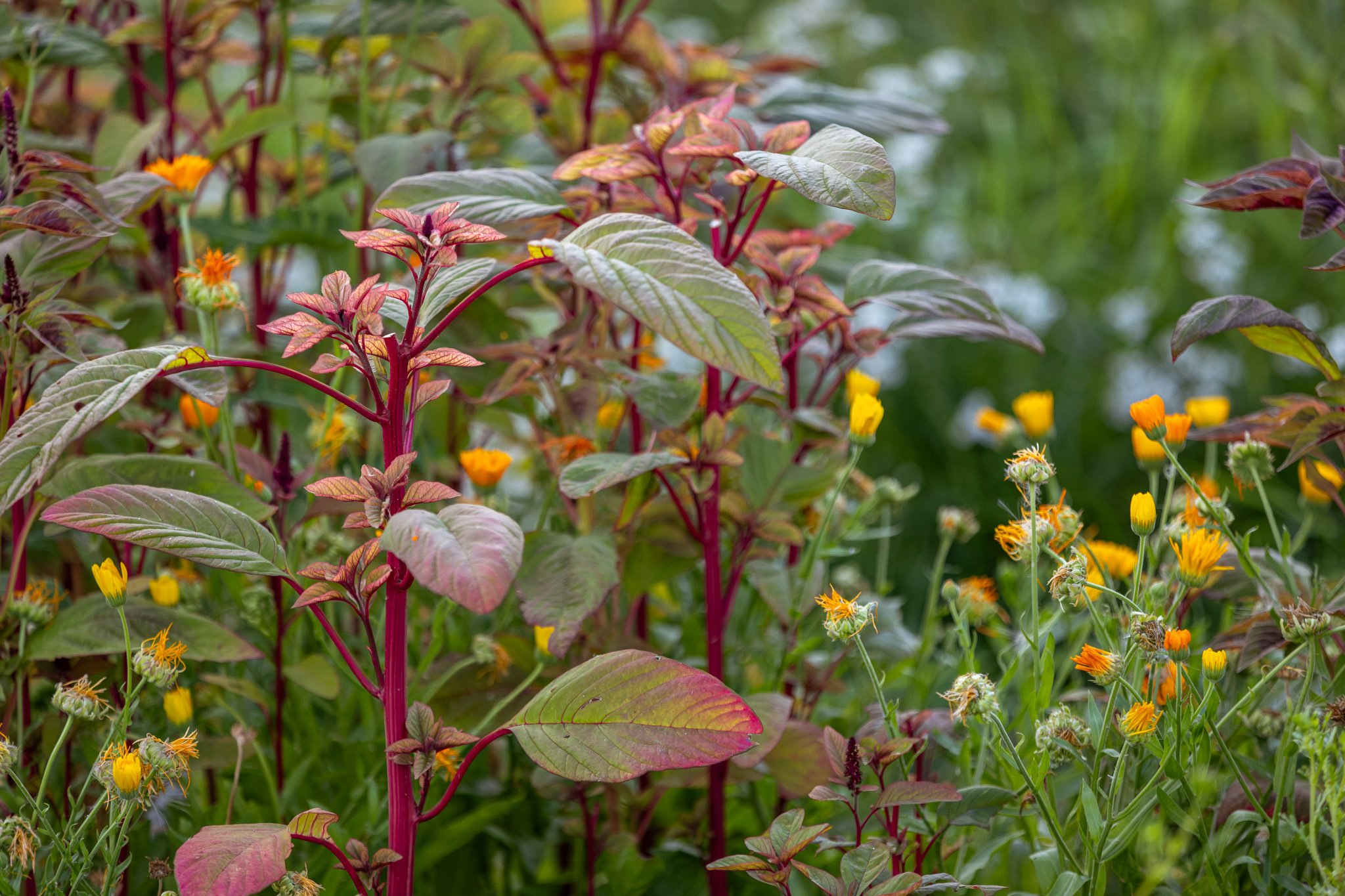 Planten