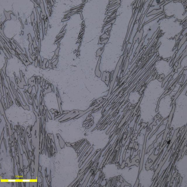 Hellfeld, 500-fache Vergrößerung Hellfeld, 500-fache Vergrößerung