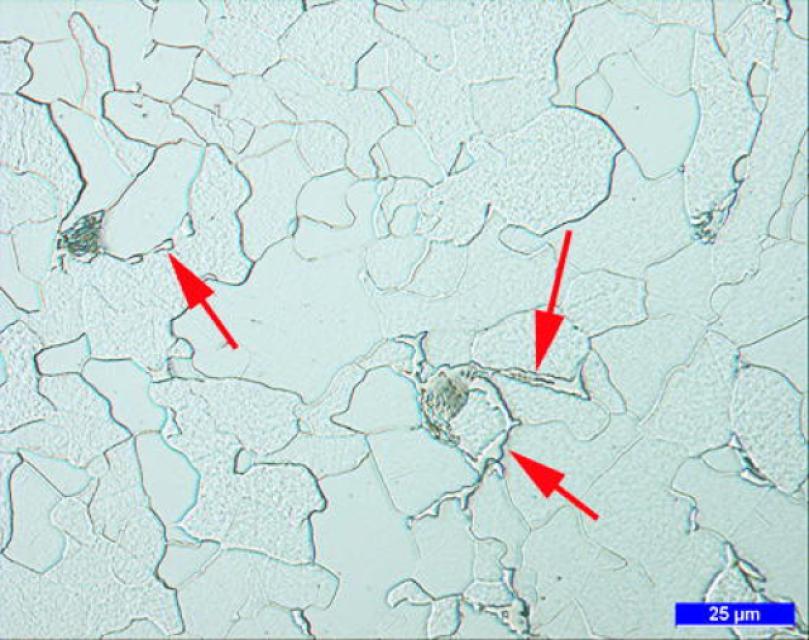 Hellfeld, 500-fache Vergrößerung Hellfeld, 500-fache Vergrößerung