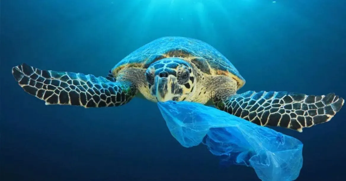 De-impact-op-het-milieu-en-dieren-door-het-niet-recyclen-van-plastic-1168x611.webp