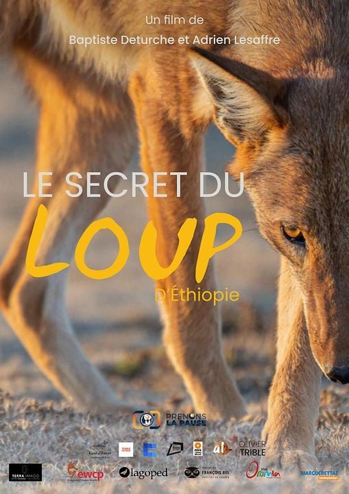 Le Secret du loup d'Éthiopie