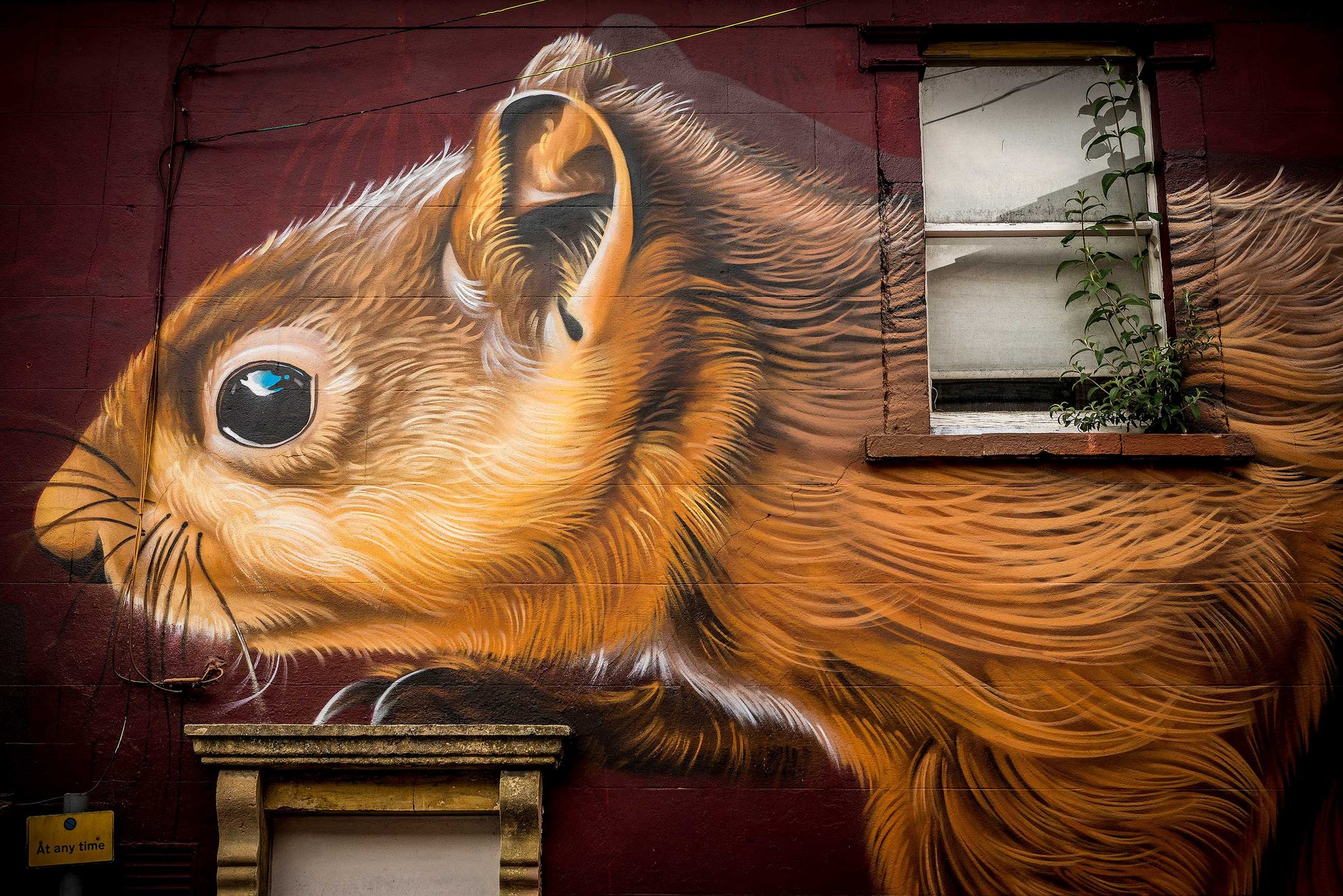 Bedminster Squirrel